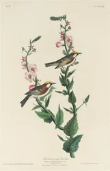 栗色のウグイス、1829 年。