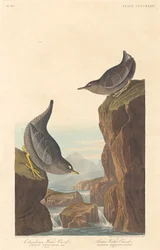 コロンビア ウォーター オーゼルと北極ウォーター オーゼル、1838 年。