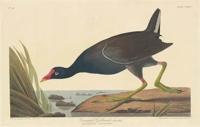 コモン ガリヌル、1835 年。