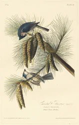 カンムリシジュウカラ、1828 年。