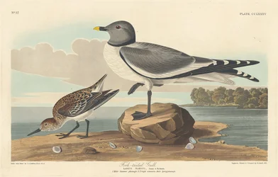 アカメカモメ、1835年。