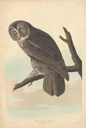 シロフクロウ、1837年。