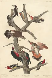 毛むくじゃらのキツツキ、1838 年。