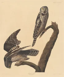 タカフクロウ、1837年。