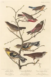 ラズリ・フィンチ、1838年。