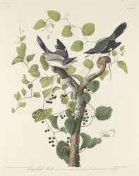 アカウミガメ、1829年。