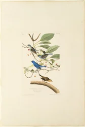 雄藍鳥
