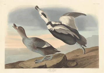 パイドダック、1836年。