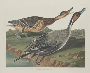 オナガガモ、1834年。