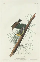 松の忍び寄るウグイス、1832 年。