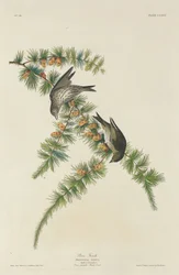 パインフィンチ、1833年。