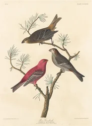 パイングロスビーク、1837年。