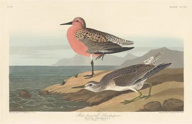 アカシギ、1836 年。