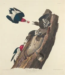 赤毛のキツツキ、1828 年。