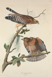 アカアシタカ、1829 年。