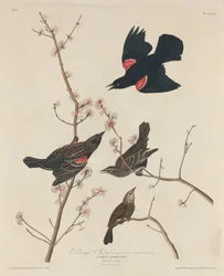 赤い翼のムクドリ、1829年。