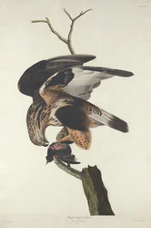 脚の荒い鷹、1833 年。