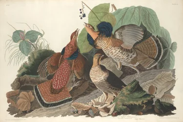 ラフド ライチョウ、1828 年。