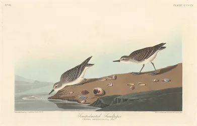 半手のひらのサンドパイパー、1838年。