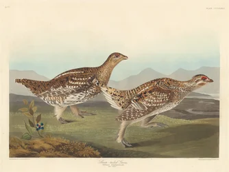 尻尾の鋭いグラウス、1837 年。