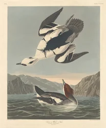 Smew または White Nun、1836 年。