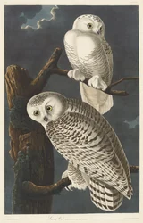 シロフクロウ、1831年。