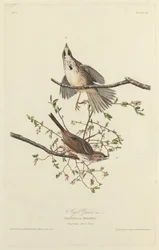 歌雀、1827年。