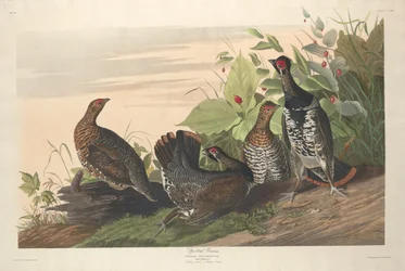 斑点のあるグロス、1833年。