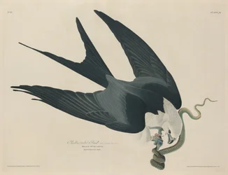 ツバメトビ、1829年。