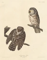 テングマルムフクロウ、1837年。