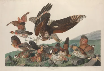 バージニア パートリッジ、1830 年。