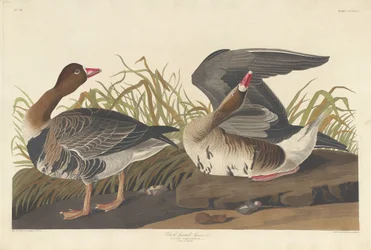 マガン、1836 年。