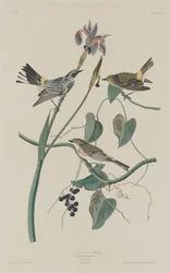 キクイロムシクイ、1832 年。
