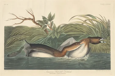 アメリカン・ピエ・ビル・ドブチック