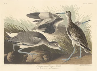 セミパームスナイプまたはウィレット