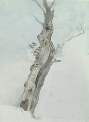 木の研究、c.1800-05（紙のグラファイト上のトイレ）
