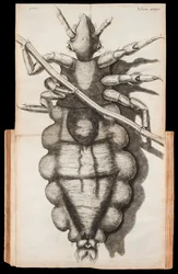 1665年に出版されたロバート・フックの顕微鏡観察書「Micrographia」に掲載されている髪の毛についたシラミの折り紙イラスト