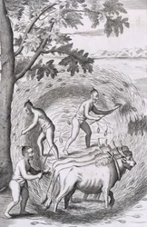 セイロン島の歴史的関係、パブからの彼らの米を踏む方法。 1681彫刻