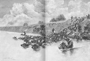 ウルグアイを横断する牛の群れ、c1885、1890