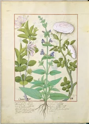 スイカズラ、セージ、ローズ、イラスト：Mattheaus Platearius 133v著「The Book of Simple Medicines」