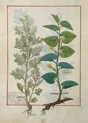 Mattheaus Platearius著 『The Book of Simple Medicines』からのイラスト
