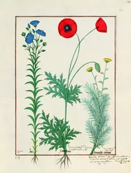 Linum、ガーデンポピー、アブロタナム、Mattheaus Platearius著「The Book of Simple Medicines」のイラスト