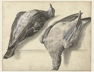 2 つの死んだ鳩