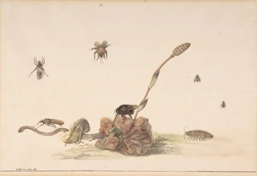 真菌によるさまざまな昆虫、1681年。