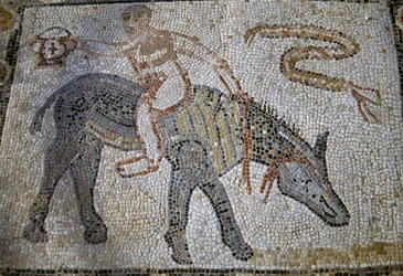 Desultor (atleta que pulava de um cavalo para outro durante a corrida) montado em um burro para trás e segurando kantharos (taça do vencedor), mosaico na Casa do Desultor na cidade romana de Volubilis (Patrimônio Mundial da UNESCO