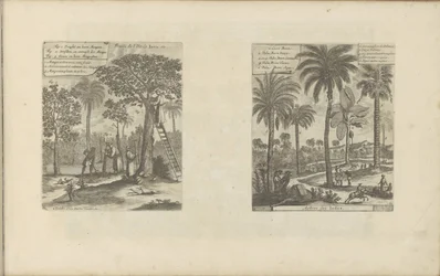 Landschap puts mango bomen, kokos-en palmbomen ジャワ島の果実など／インドの樹木（題名） 東西インド諸島とその他の場所 (シリーズ タイトル)