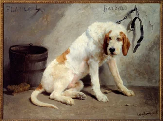 狩りの後のバルバロ犬（狩猟犬）