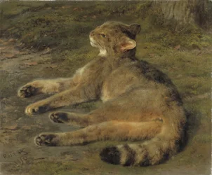 ワイルドキャット、1850