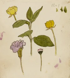 花の研究 - キンポウゲとヒナギク