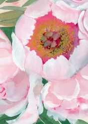 ピンクの牡丹の花